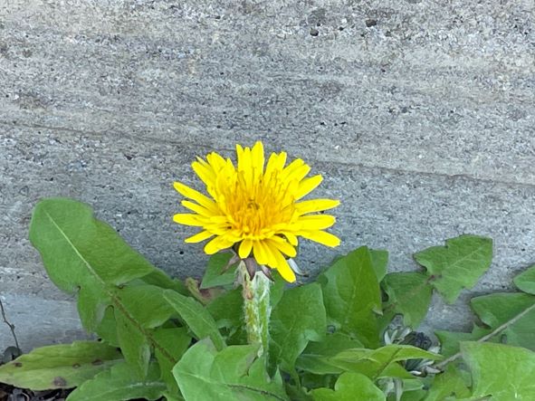 たんぽぽの花言葉 公式 社会福祉法人ひだまりホームページ